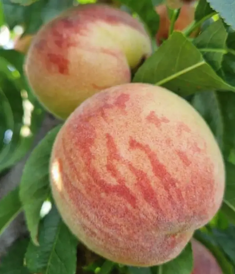 Broskyňa (Prunus persica) FLACĂRA - Tutifruti, s.r.o.