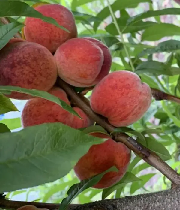 Broskyňa (Prunus persica) HARBINGER