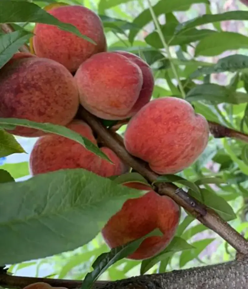 Broskyňa (Prunus persica) HARBINGER - Tutifruti, s.r.o.