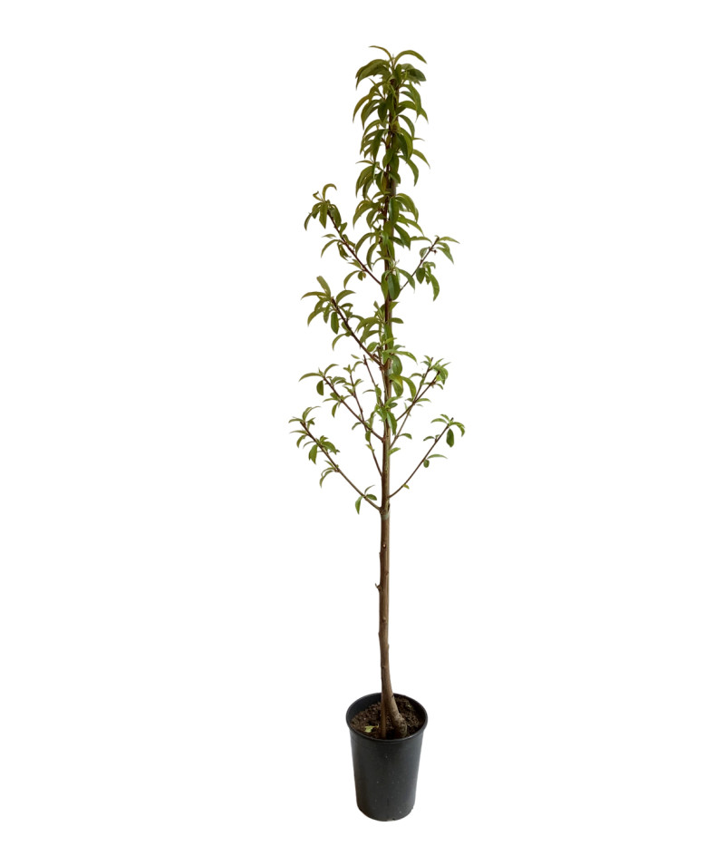 Broskyňa (Prunus persica) AVALON PRIDE - Tutifruti SK