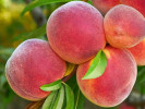 Broskyňa (Prunus persica) JAYHAVEN - Tutifruti SK Broskyňa (Prunus persica) JAYHAVEN - Tutifruti SK