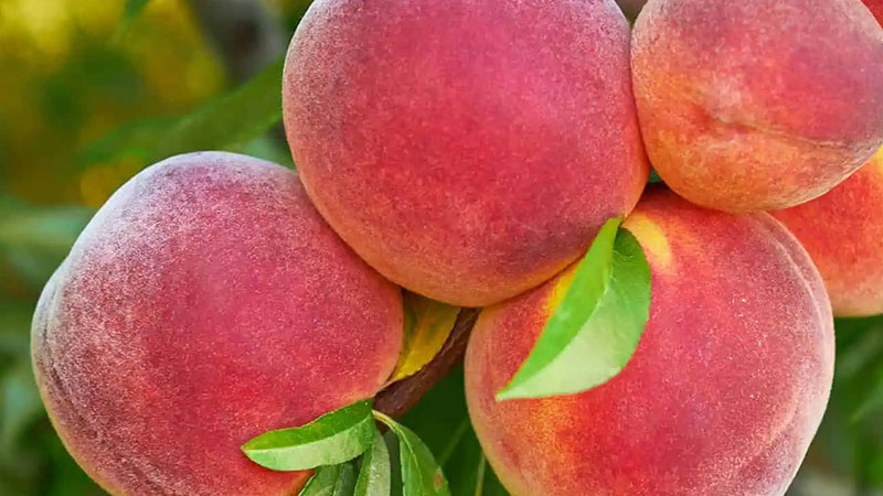 Analýza odolných broskýň: Sočnyj, Pamjať Ševčenka a raritná Spura | Blog