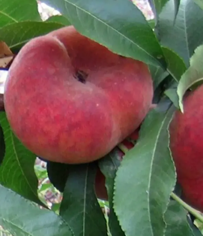 Pfirsich (Prunus persica var. platycarpa) HERĂSTRĂU - Tutifruti, s.r.o.