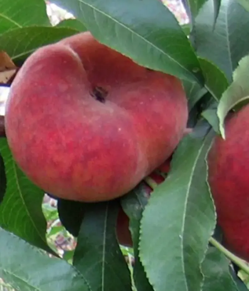 Broskyňa (Prunus persica var. platycarpa) HERĂSTRĂU - Tutifruti, s.r.o.