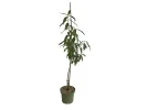 BIO Broskyňo-marhuľa (Prunus persica) HONEYSUN - Tutifruti SK