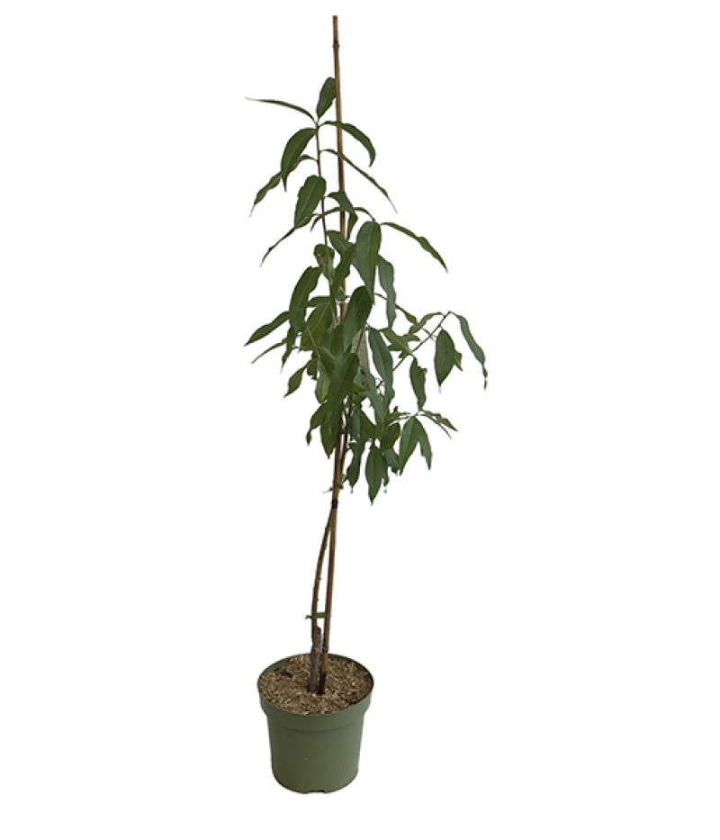 BIO Broskyňo-marhuľa (Prunus persica) HONEYSUN - Tutifruti SK