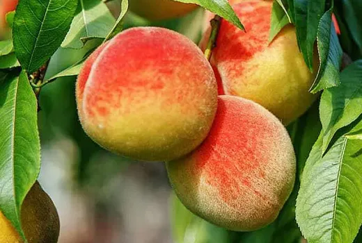 Elixír mladosti: Ako antioxidanty v broskyniach bojujú proti starnutiu