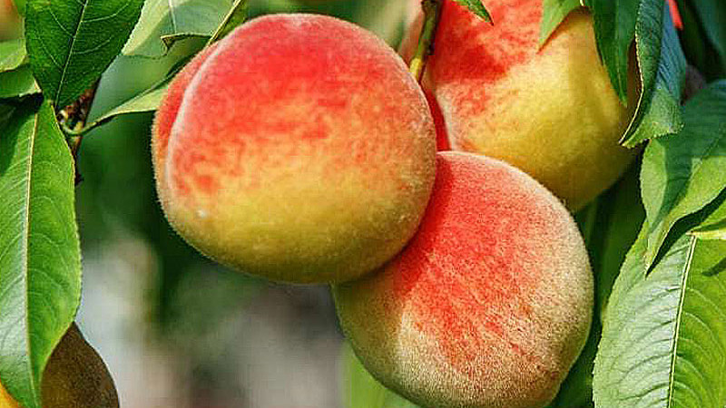Elixír mladosti: Ako antioxidanty v broskyniach bojujú proti starnutiu