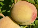 Peach (Prunus persica) MAIRA - Tutifruti, s.r.o.