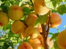 Peach (Prunus persica) MAIRA - Tutifruti, s.r.o.