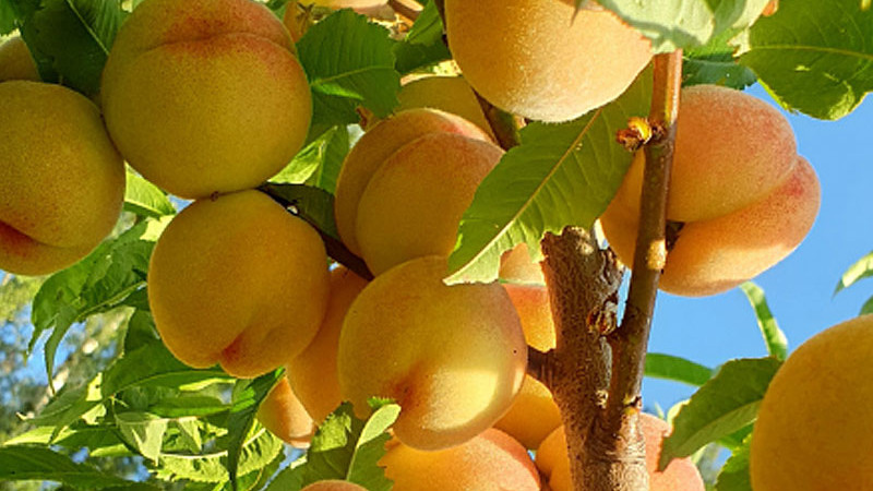 Broskyňa ako superpotravina: Skryté antioxidanty a vitamíny