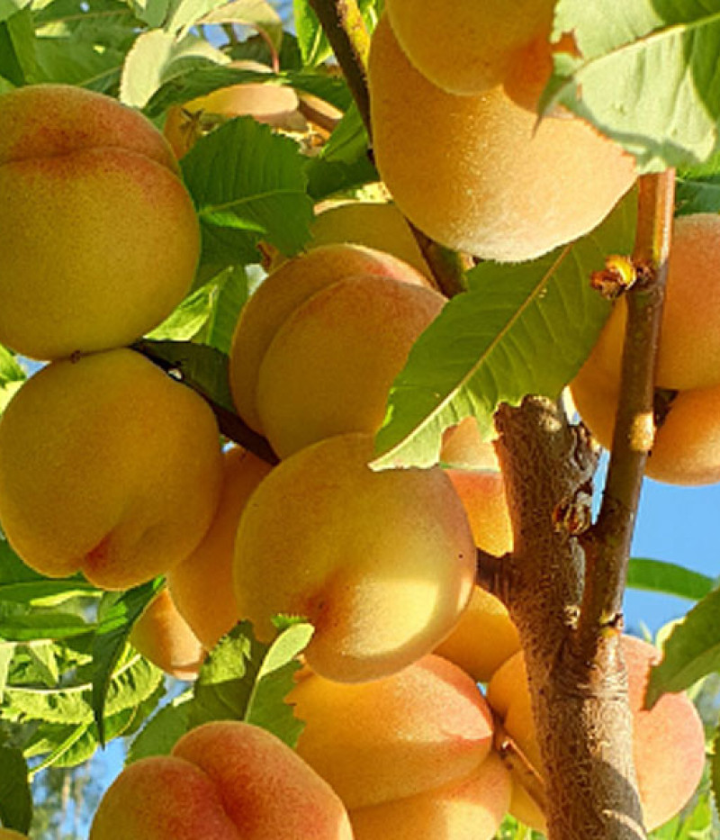 Broskyňa (Prunus persica) MAIRA - Tutifruti, s.r.o.