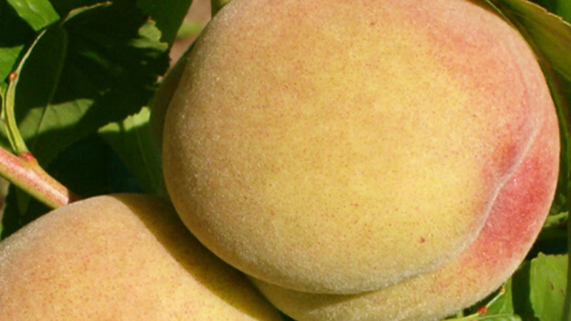 Prebierka broskýň: Prečo a ako trhať mladé plody?