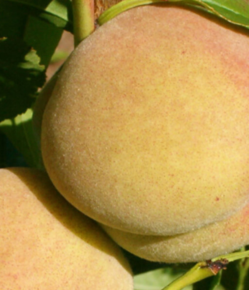 Broskyňa (Prunus persica) MAIRA - Tutifruti, s.r.o.