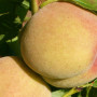 Broskyňa (Prunus persica) MAIRA