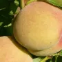 Broskyňa (Prunus persica) MAIRA