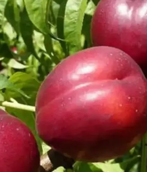 Nectarine (Prunus persica var. nucipersica) MEDVEDEVSKIJ-2