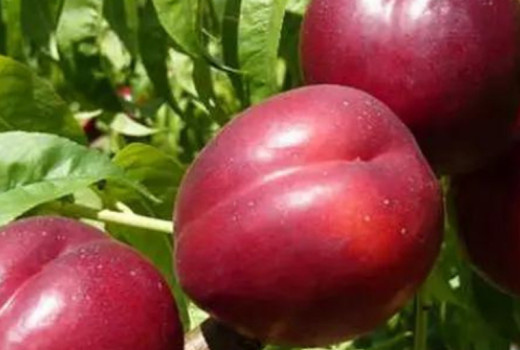 Okrasná aj úžitková: Odhalenie unikátnej červenolistej nektárinky 'Medvedevskij-2'