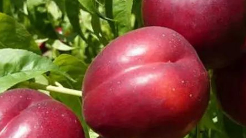 Okrasná aj úžitková: Odhalenie unikátnej červenolistej nektárinky 'Medvedevskij-2'