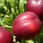 Nektarinka (Prunus persica var. nucipersica) MEDVEDEVSKIJ-2