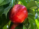 BIO Nektárinka AROMA SPUR SAULENNEKTARINE stĺpová - Tutifruti SK