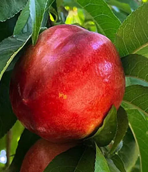 BIO Nektárinka AROMA SPUR SAULENNEKTARINE stĺpová