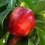 BIO Nektárinka AROMA SPUR SAULENNEKTARINE stĺpová