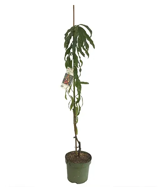 BIO Broskyňa AROMA SPUR SAULENPFIRSICH stĺpová - Tutifruti SK