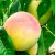 Extra frost-resistant PEACHES and NECTARINES