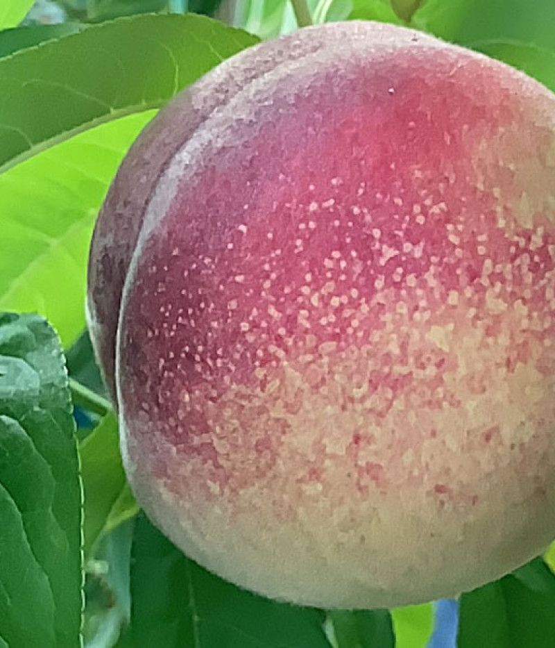 Broskyňa (Prunus persica) RED ROBIN - Tutifruti, s.r.o.
