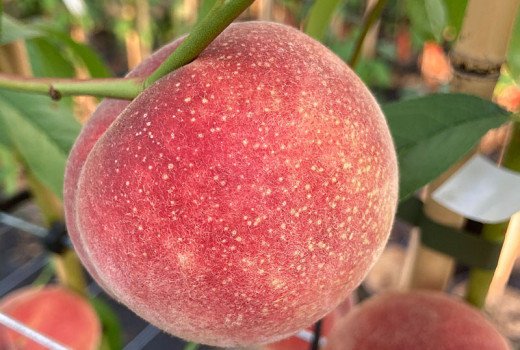 Nové špeciálne broskyne 2026: Ploché a červenodužinaté odrody