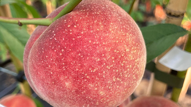 Nové špeciálne broskyne 2026: Ploché a červenodužinaté odrody