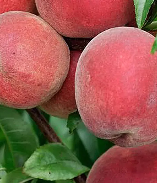 Peach (Prunus persica) REDHAVEN - Tutifruti SK