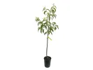 Broskyňa (Prunus persica) REDHAVEN - Tutifruti SK