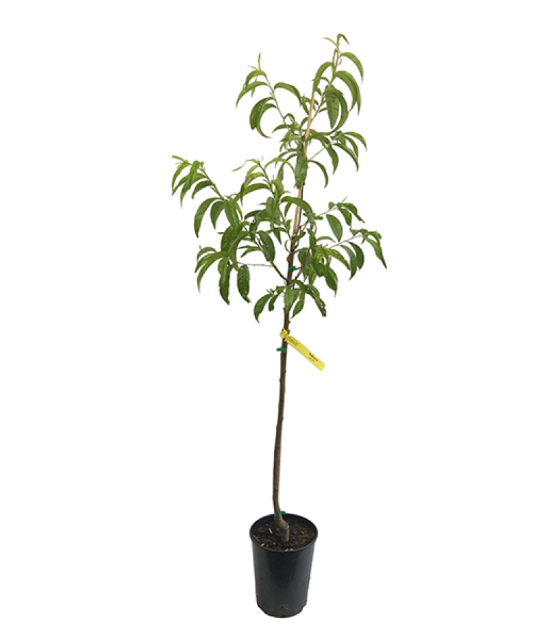 Broskyňa (Prunus persica) REDHAVEN - Tutifruti SK