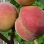 Broskyňa (Prunus persica) SOČNYJ