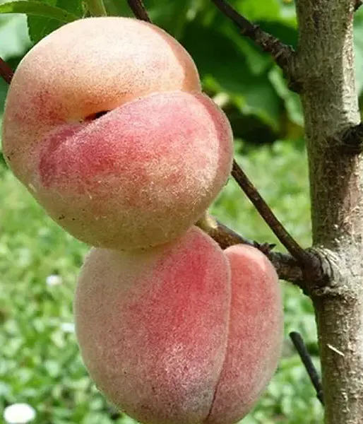 Broskyňa (Prunus persica) SPURA