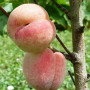 Broskyňa (Prunus persica) SPURA
