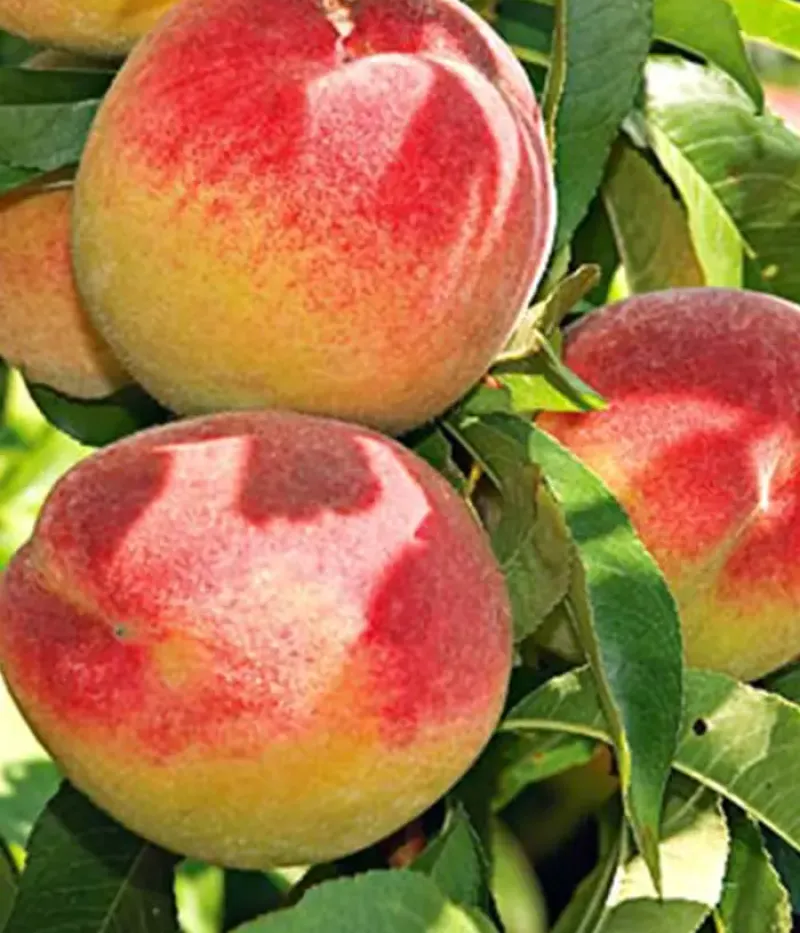 Broskyňa (Prunus persica) SUPERBA DE TOAMNA - Tutifruti, s.r.o.