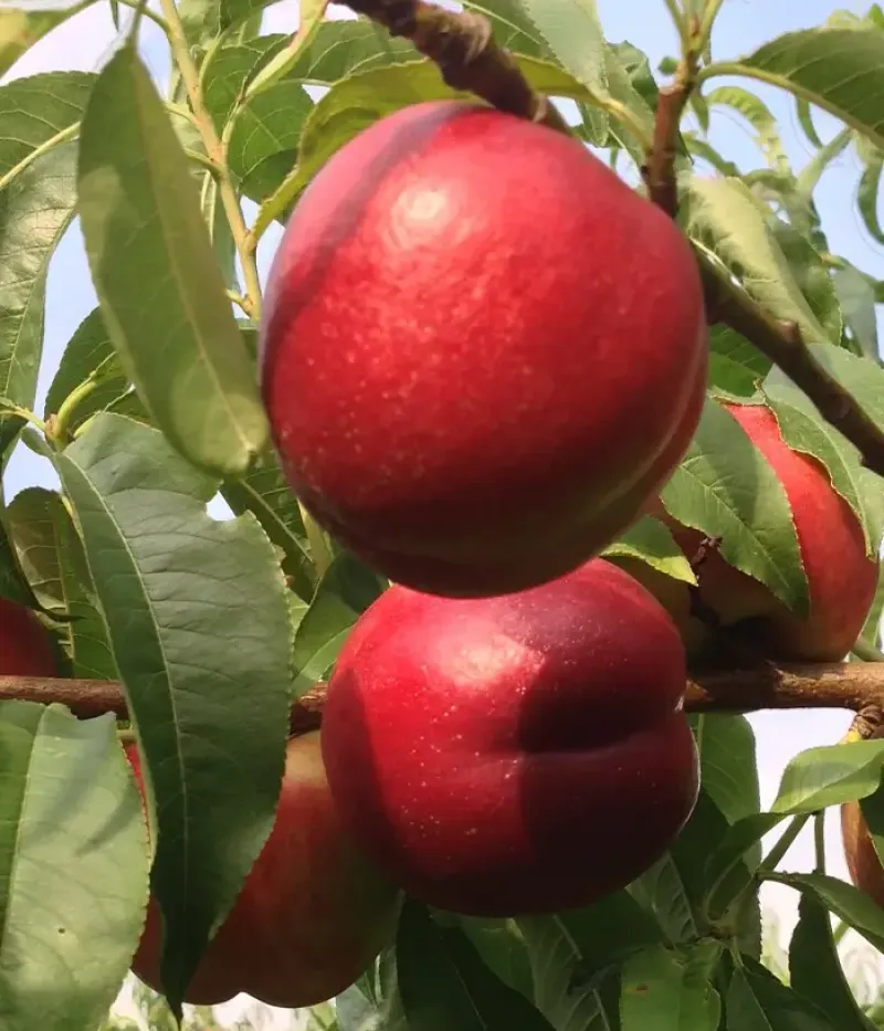 Nektarinka (Prunus persica var. nucipersica) ROMAMER-2 - Tutifruti, s.r.o.