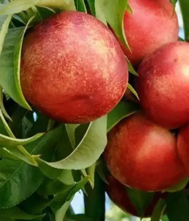 Nektarinka (Prunus persica var. nucipersica) TINA - Tutifruti, s.r.o.