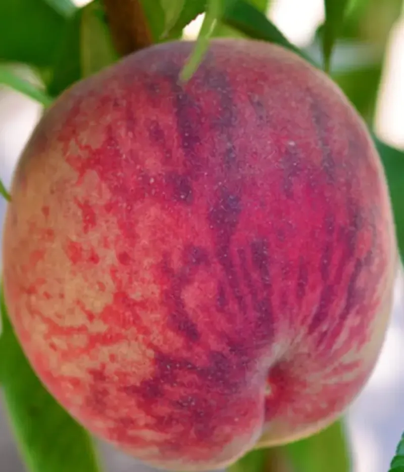 Broskyňa (Prunus persica) TRIUMF - Tutifruti, s.r.o.