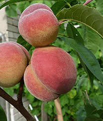 Pfirsichbaum (Prunus persica) VIKTORS