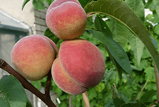 Samtiger Mut: Die Geschichte der lettischen Pfirsiche Maira und Viktors, die sich dem Frost stellten