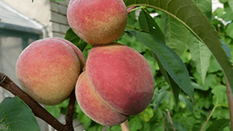 Zamatová odvaha: Príbeh lotyšských broskýň Maira a Viktors, ktoré sa postavili mrazu