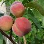 Peach (Prunus persica) VIKTORS