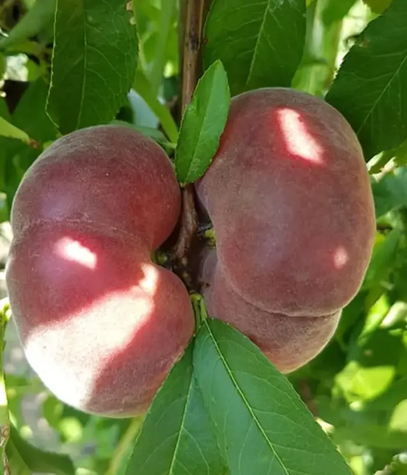 Broskyňa (Prunus persica var. platycarpa) VIOREL - Tutifruti, s.r.o.