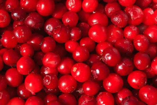 Liečivá sila z tajgy: Účinky a spracovanie brusnice prekrásnej (Krasnika) (2.diel)