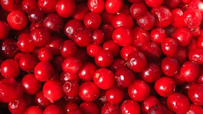 Tajomstvo tajgy: Odhalenie červeného pokladu menom Krasnika (Vaccinium praestans)