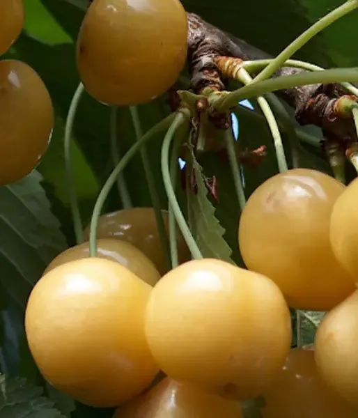 Süßkirschen (prunus avium) ALEKSANDRS
